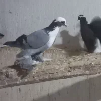 کبوتر عرب