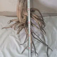 چوب آبنوس بزرگ کلکسیونی  و بک سامپ آتمن