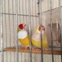 گلدین بنگالی نرگسی قناری