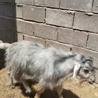 کهره نر