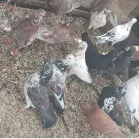 کبوتر|حیوانات مزرعه|برخوار, |دیوار