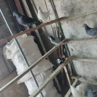 کبوتر تهرانی وکاشونی و قفس جفتی