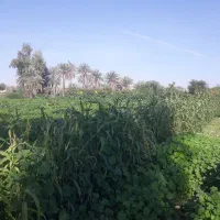 اجاره زمین کشاورزی در قلعه قاضی