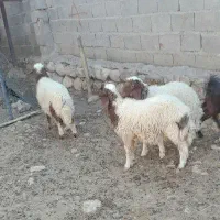 سه عدد بره و یک عدد بزغاله نر