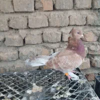 کفتر
