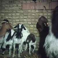 گوسفند