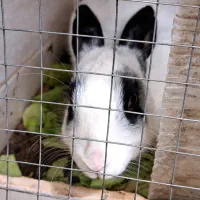 خرگوش خانگی