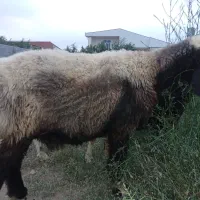 گوسفند ماده