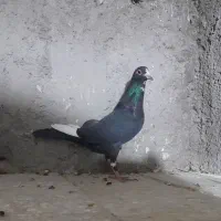 ماده پلنگ ب ضمانت تخم جوجه