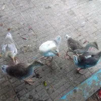 فروش غاز نژاد اوکراینی