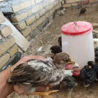 جوجه.رسمی
