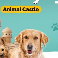 پانسیون سگ 24 ساعته