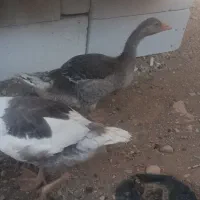 غاز
