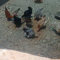 مرغ محلی وبوقلمون