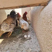 معاوضه اردک تخم گذار با مرغ