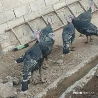 بوقلمون