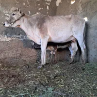 گاوگوساله
