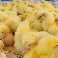 جوجه مرغ نژاد سنگین وزن راس صادراتی