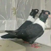 طوق سفید نواری کبوتر