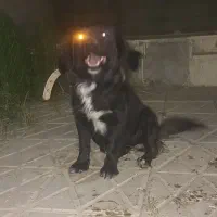 سگ پاکوتاه