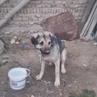 سگ پژدر ماده