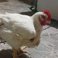 مرغ گرم