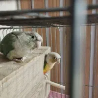 جفت گرینچیک رام و جوجه