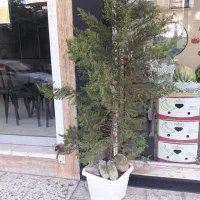 کاج لاوسون