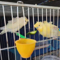 مرغ عشق پروانه ای