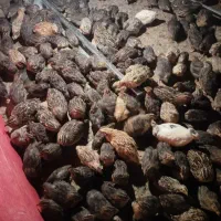 مکان ازشما پرورش بلدرچین ازما