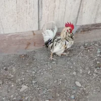 مرغ و خروس
