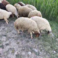 بره نر|حیوانات مزرعه|بروجرد, |دیوار