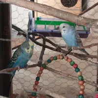یک جفت مرغ عشق