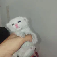 بچه گربه بریتیش چشم آبی