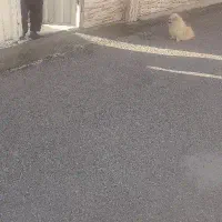 سگ ماده اشپیتز