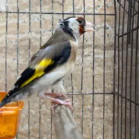 سهره معاوضه با قناری رسمی