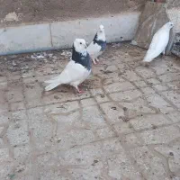 کفتر|پرنده|مهریز, |دیوار
