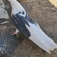 نر دوکت سیاه (جوتشان رش) نوک ریز