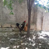 مرغ و خروس برهما