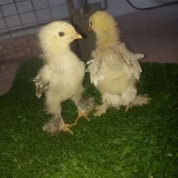 جوجه برهما