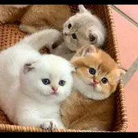 مهد گربه /هیمالین/سیامی/اسکاتیش/بریتیش