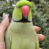 گمشده طوطی ملنگو