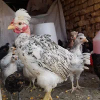 چوری مرغ..خروس گردن لخت مینیاتوری دورگ بومی