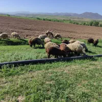 میش و بره