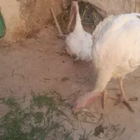بوقلمون