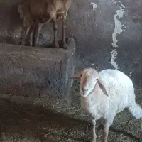توغلی