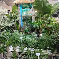 گلخانه گل رز فولادشهر مسکن مهر