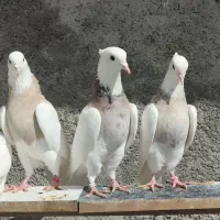 طوقی|پرنده|اسلام‌‌آباد غرب, |دیوار
