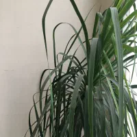 گل لیندا|گل و گیاه طبیعی|تهران, نارمک|دیوار