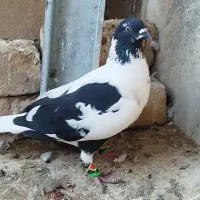 پنگوئنی ماده